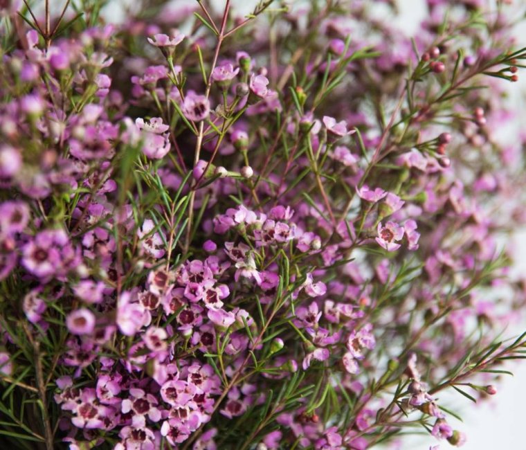 Хамелациум Юпитер