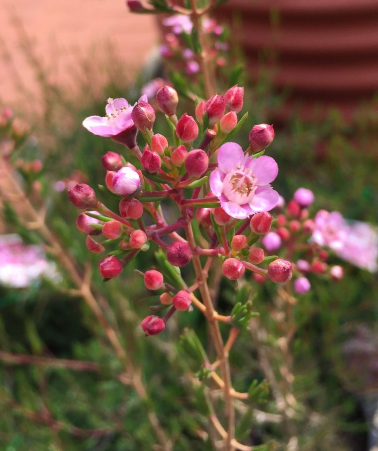 Хамелациум Пинк