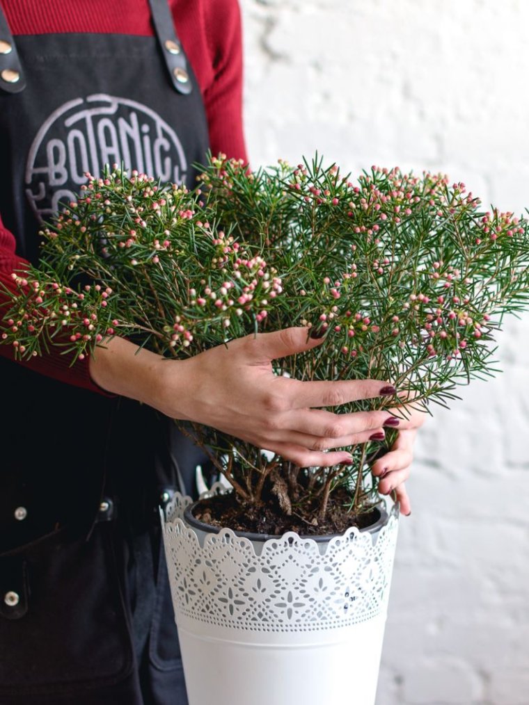 Мирт австралийский хамелациум