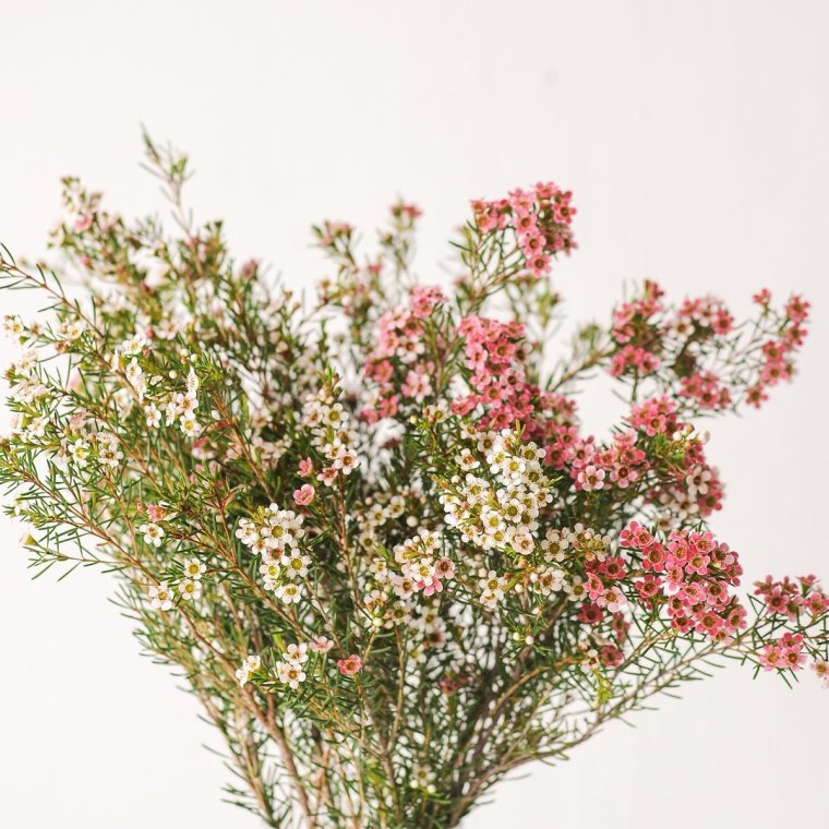 Хамелациум Ваксфлауэр