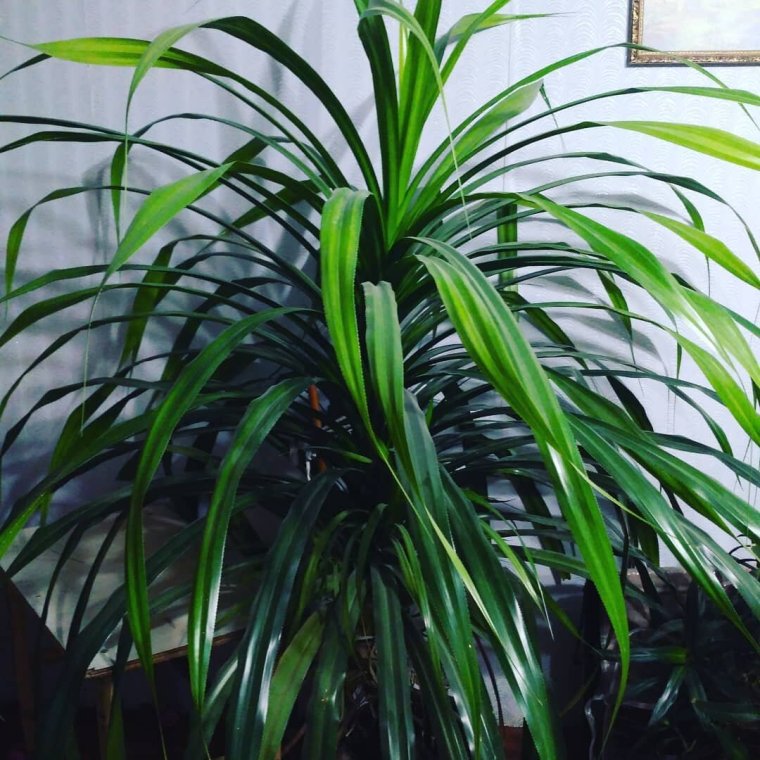Панданус винтовая Пальма
