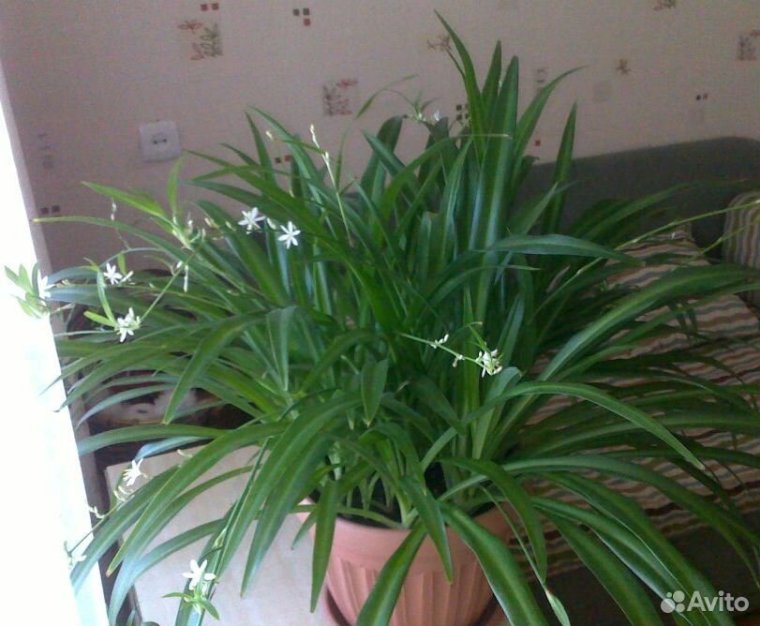 Хлорофитум зеленый