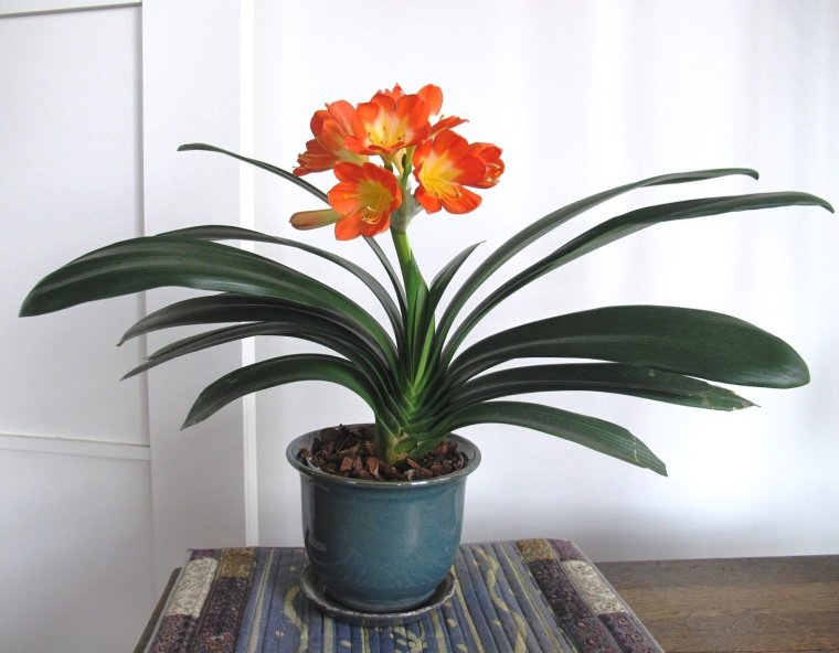 Кливия киноварная в горшке