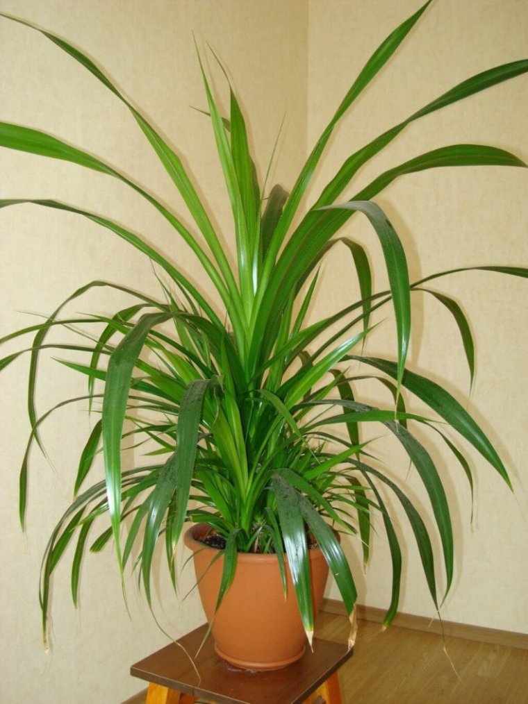 Драцена Пальма панданус
