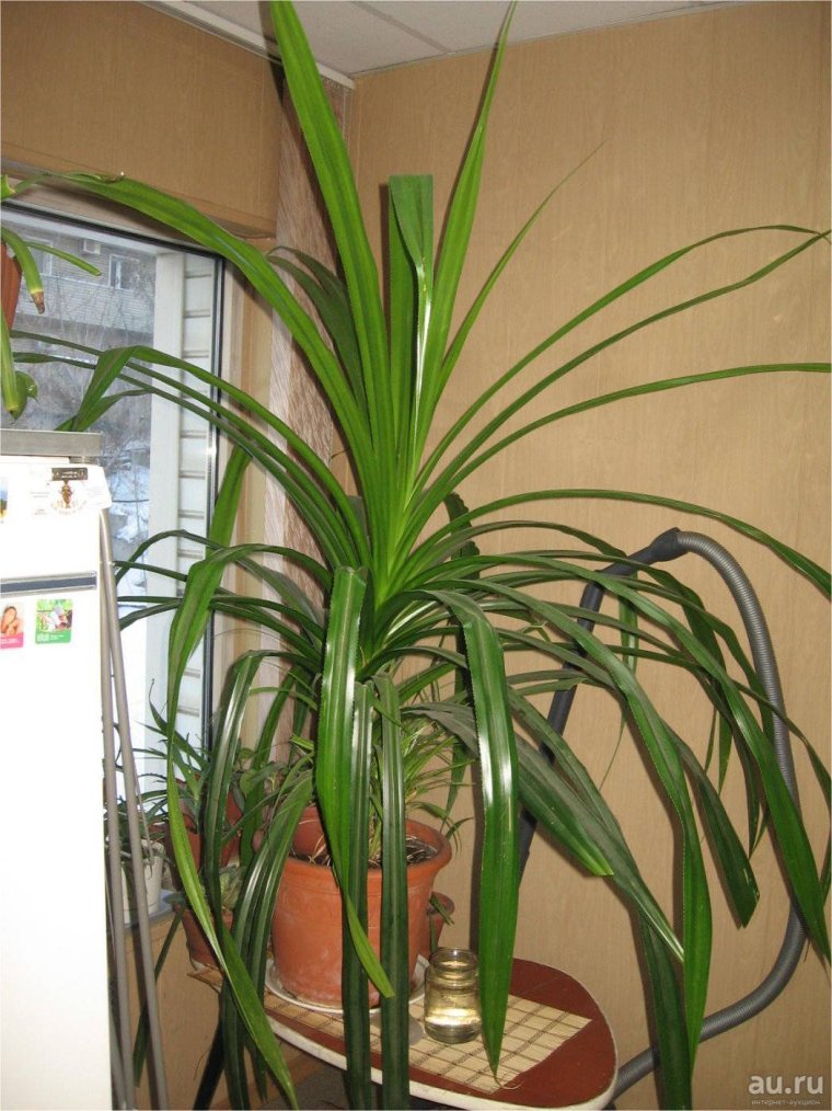 Драцена Пальма панданус