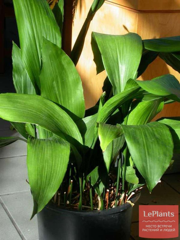 Цветок дружная семейка Аспидистра