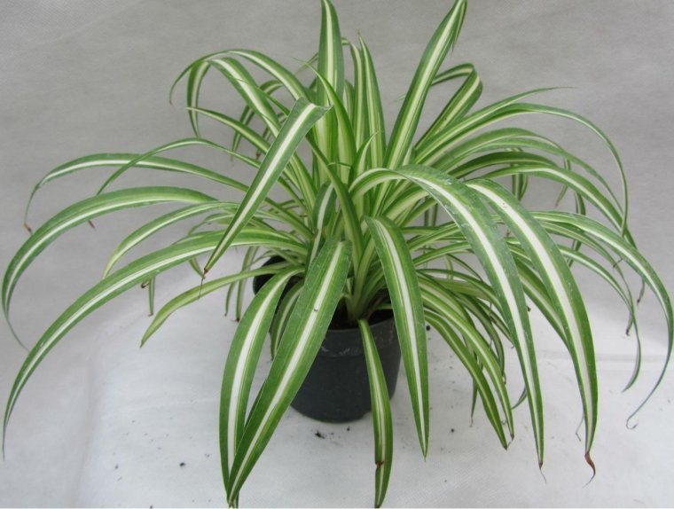 Хлорофитум vittatum