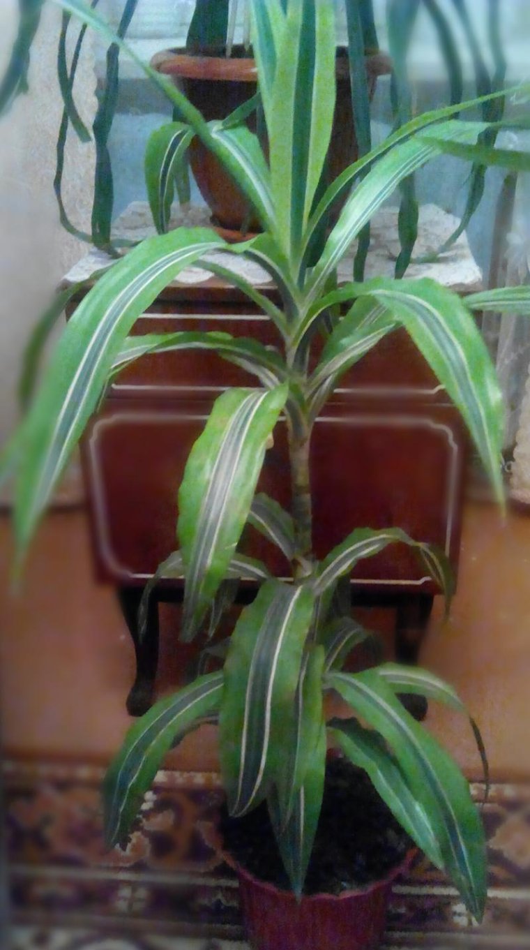 Цветок с длинными узкими листьями