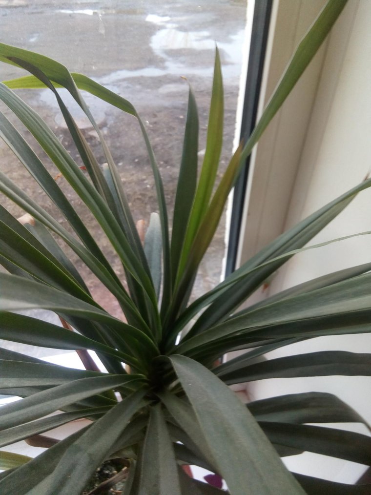 Комнатное растение с длинными листьями