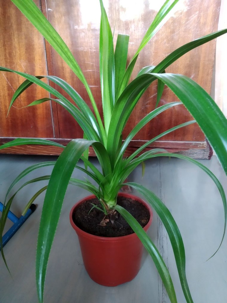 Юкка Драцена панданус