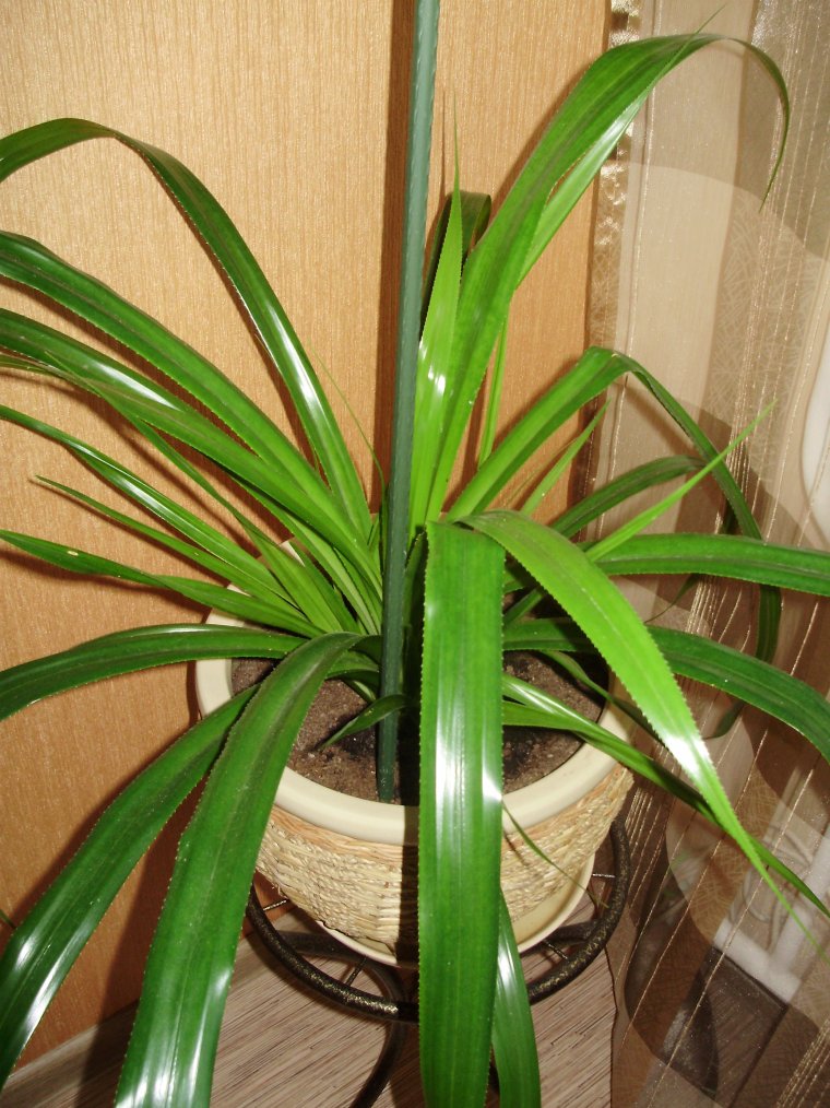 Панданус Вейча