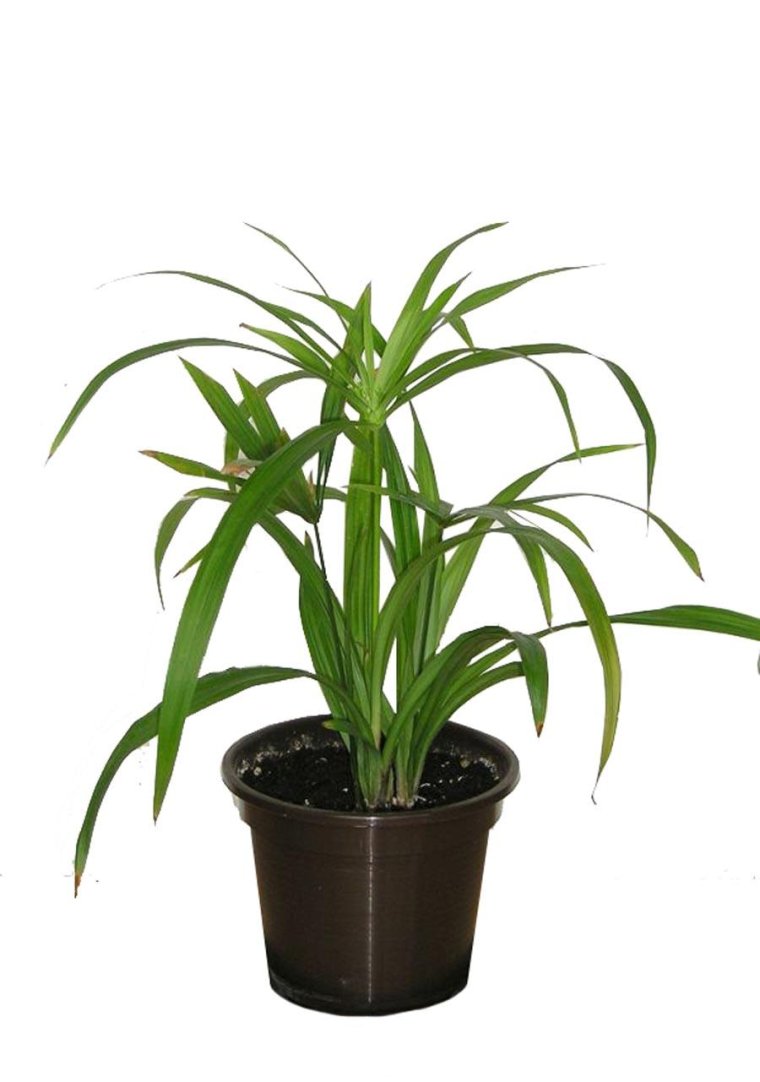 Циперус очереднолистный