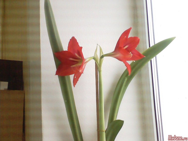 Комнатный цветок луковичный выпускает стрелу