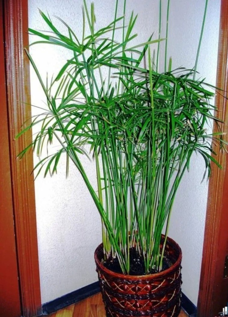 Пальма циперус