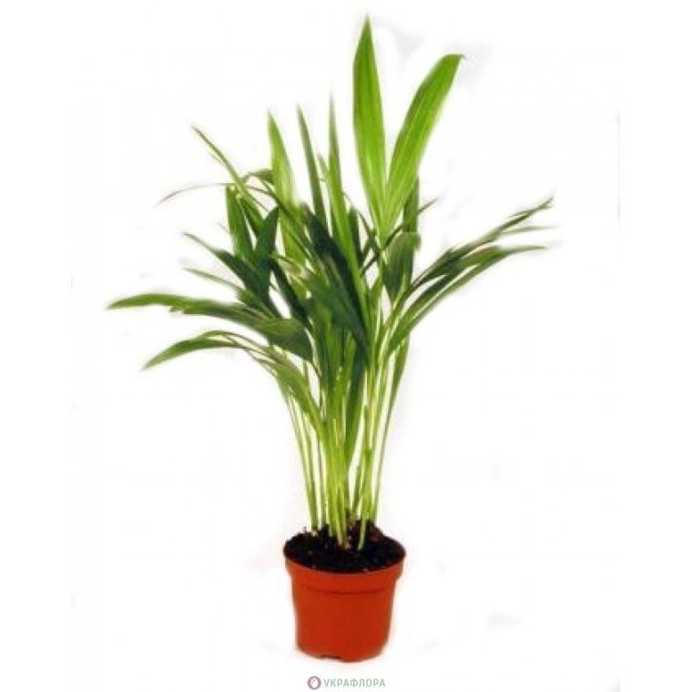 Пальма Арека трехтычинковая