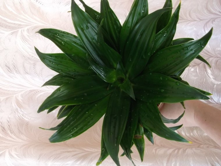 Драцена деремская темно зеленый лист