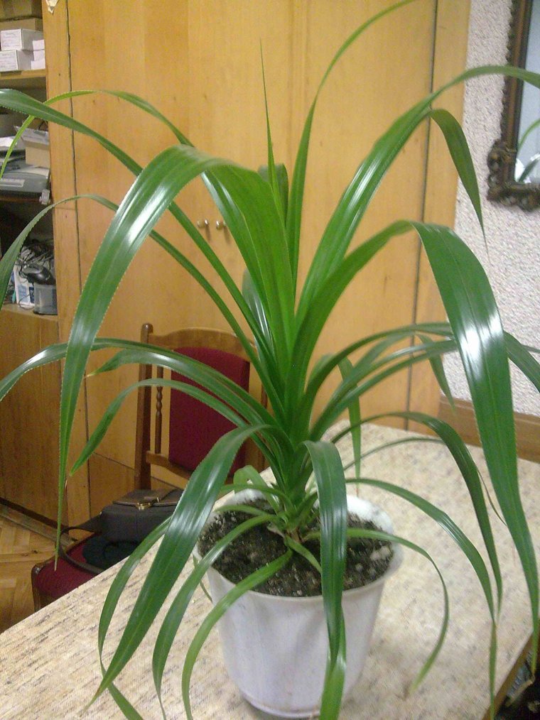 Драцена Пальма панданус