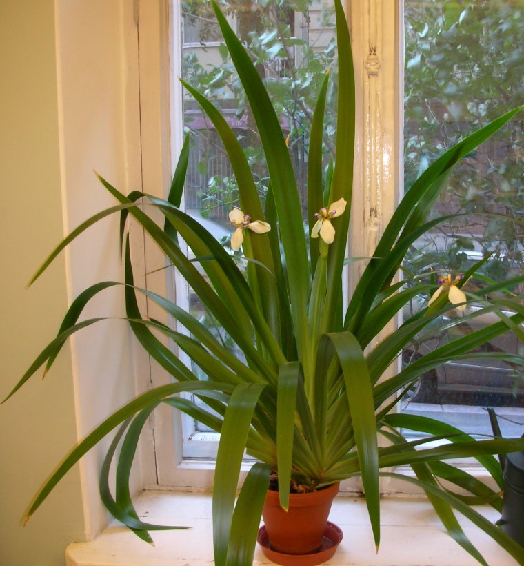 Комнатный Ирис неомарика