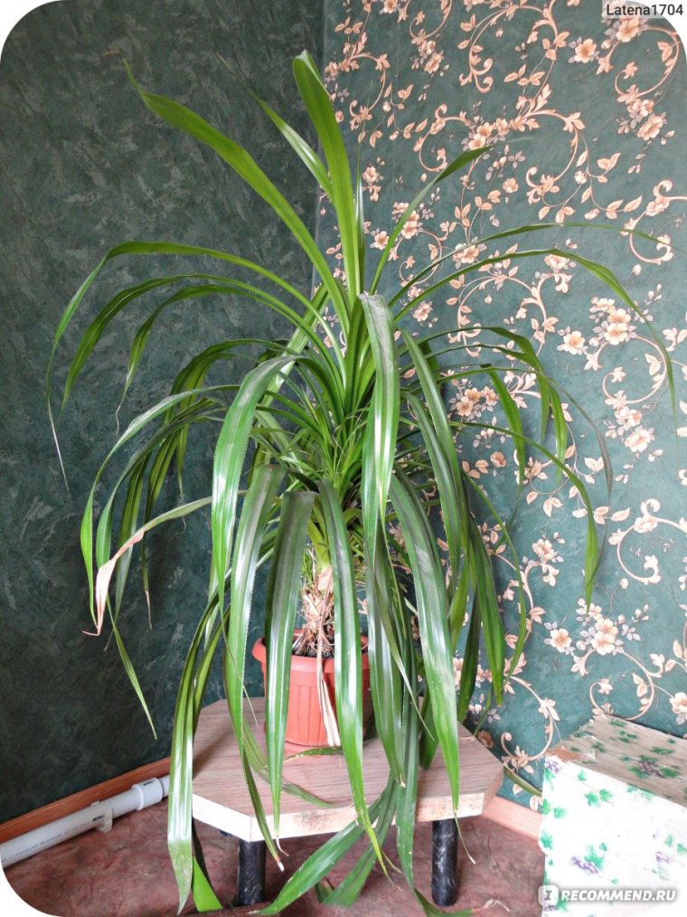 Панданус Сандера