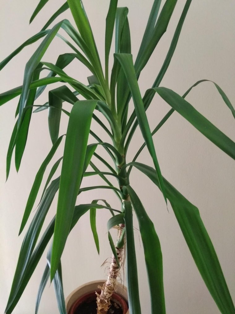 Юкка Драцена панданус