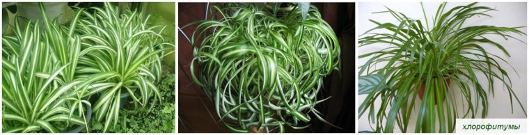 Хлорофитум древовидный