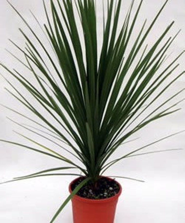 Цветок с прямыми длинными листьями