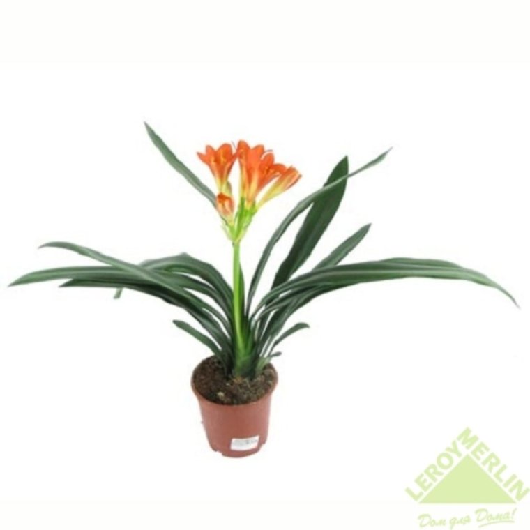 Кливия - Clivia d10 h20