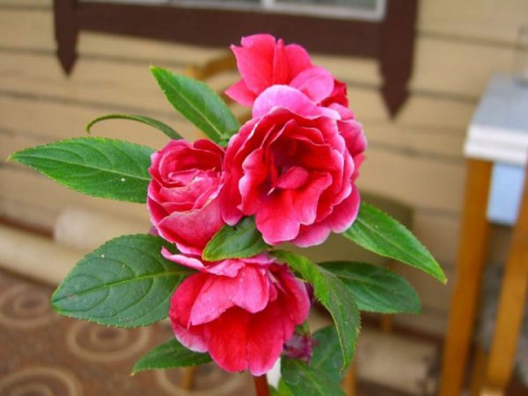 Бальзамин цветок