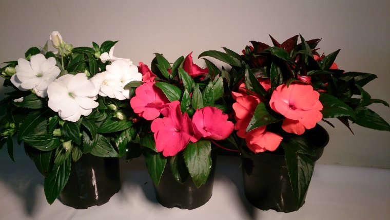 Бальзамин новогвинейский в горшке