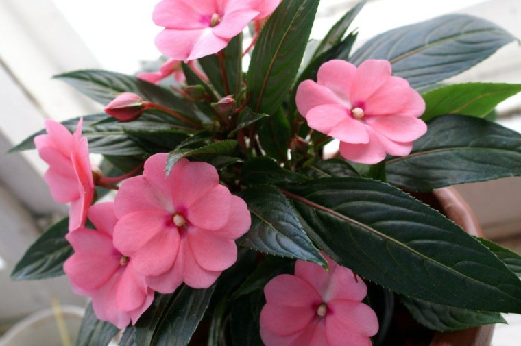 Бальзамин Петерса (Impatiens petersiana)
