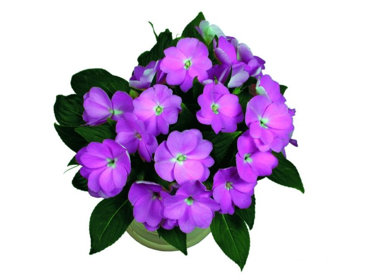 Бальзамин новогвинейский Lavender