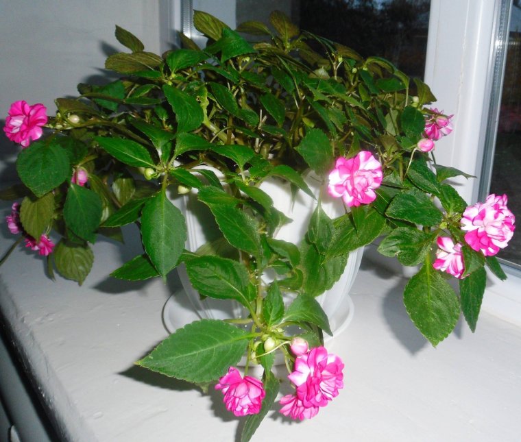 Бальзамин комнатный