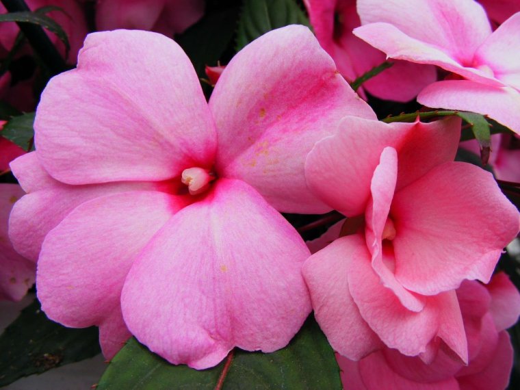 Бальзамин цветок