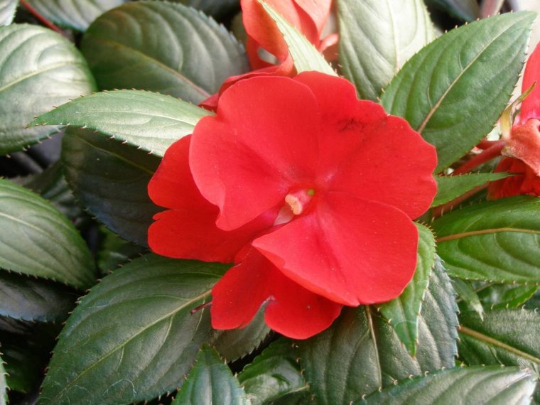 Бальзамин огонек