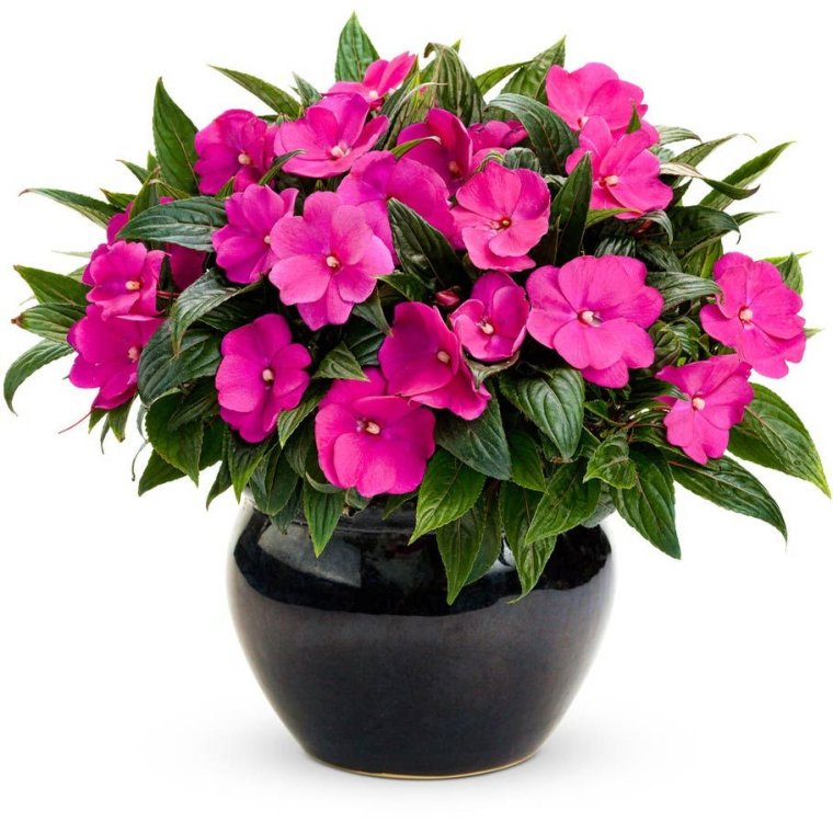 Бальзамин новогвинейский Magnum