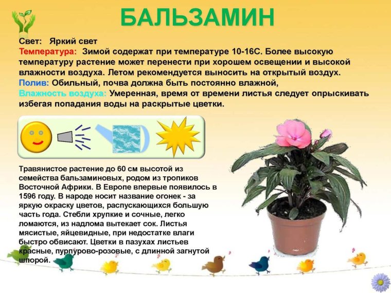 Паспорт комнатных растений хлорофитум