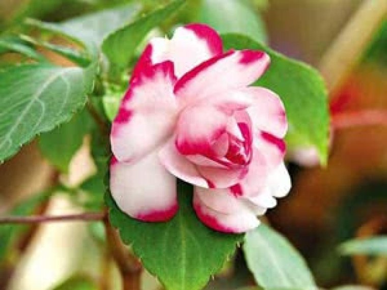 Бальзамин Элизабет