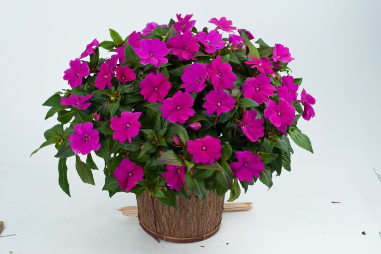 Бальзамин Уоллера Xtreme f1 Violet