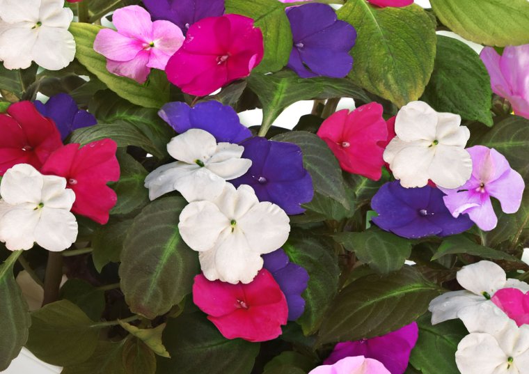 Бальзамин цветок