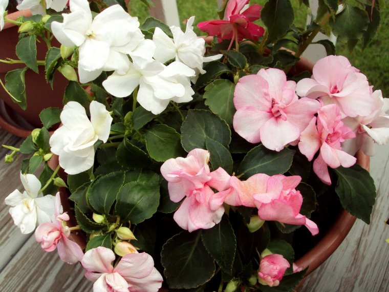 Impatiens Ванька мокрый
