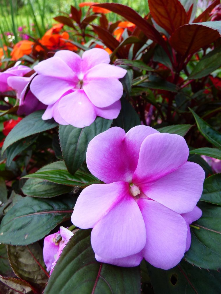 Бальзамин Хокера