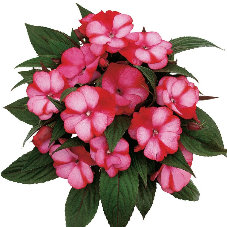 Бальзамин Impatiens