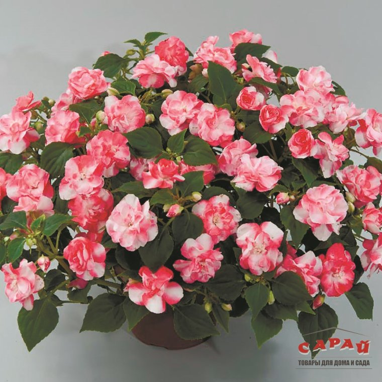 Бальзамин цветок комнатный