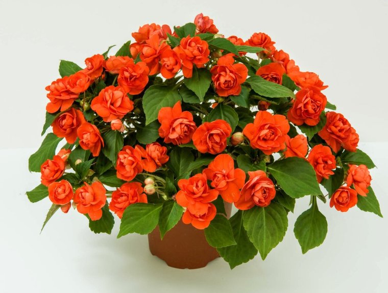 Бальзамин Уоллера искушение оранжевое