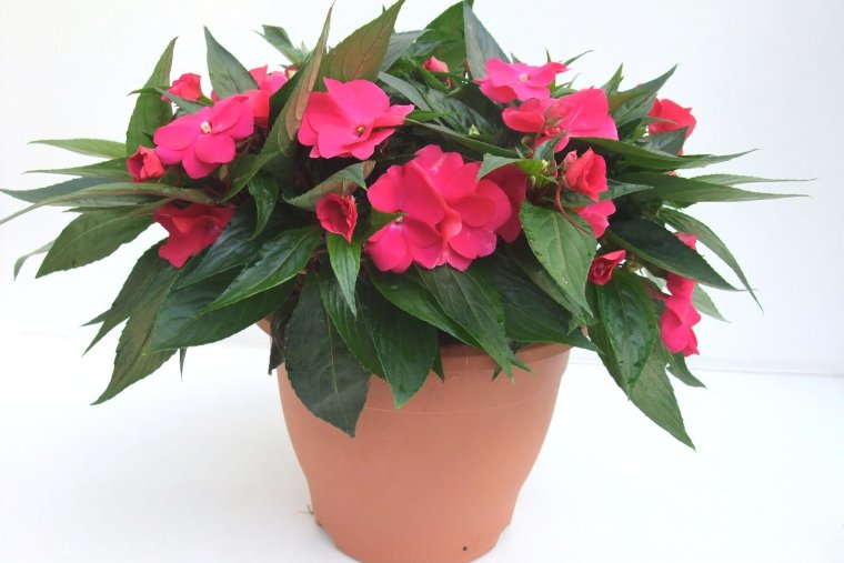 Бальзамин комнатный