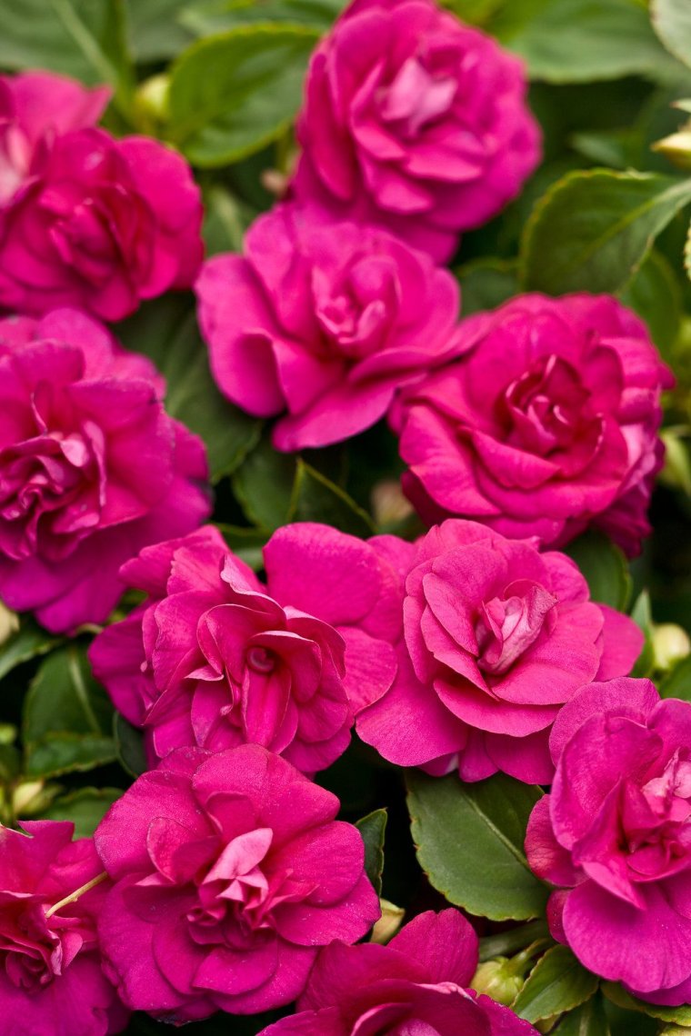 Бальзамин Уоллера махровый