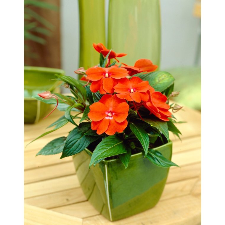 Бальзамин карликовый Экзотик