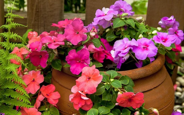 Бальзамин Уоллера рассада