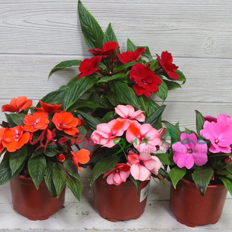 Цветок бальзамин новогвинейский
