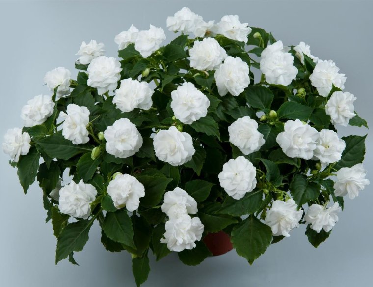 Бальзамин белый